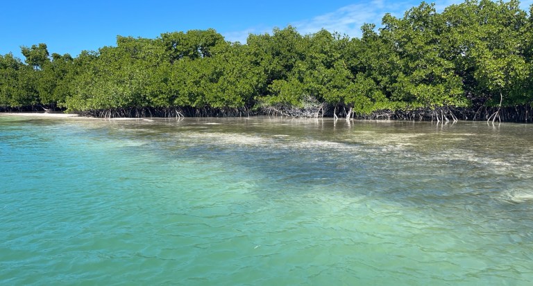 Clear water near a mangrove forest under a blue sky.
