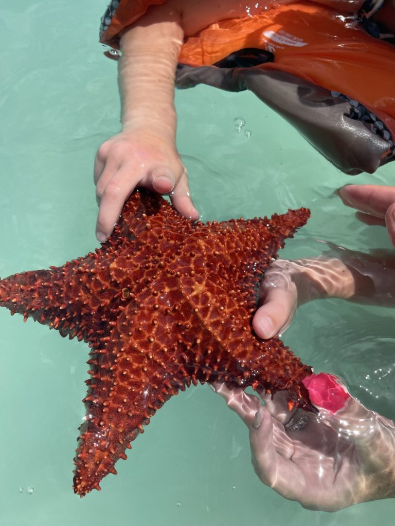 Person holding a large red starfish in clear turquoise water.